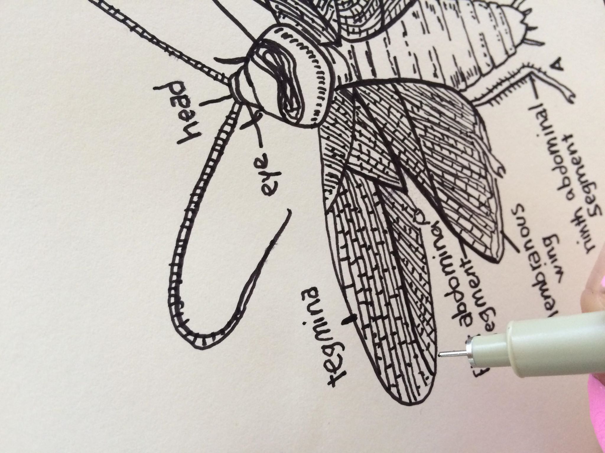 Detail of a bee drawing.