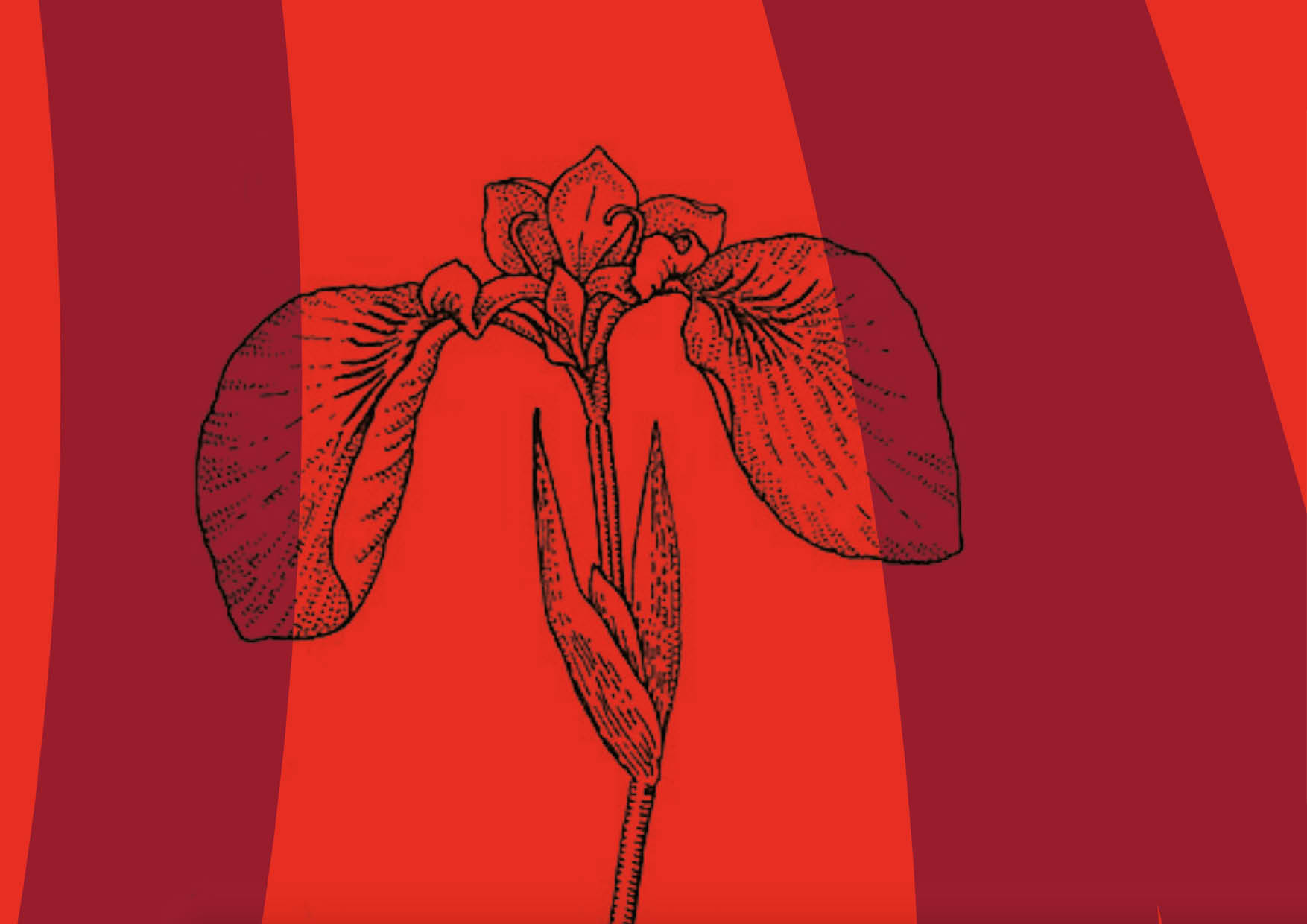 Dessin de fleur sur fond rouge.