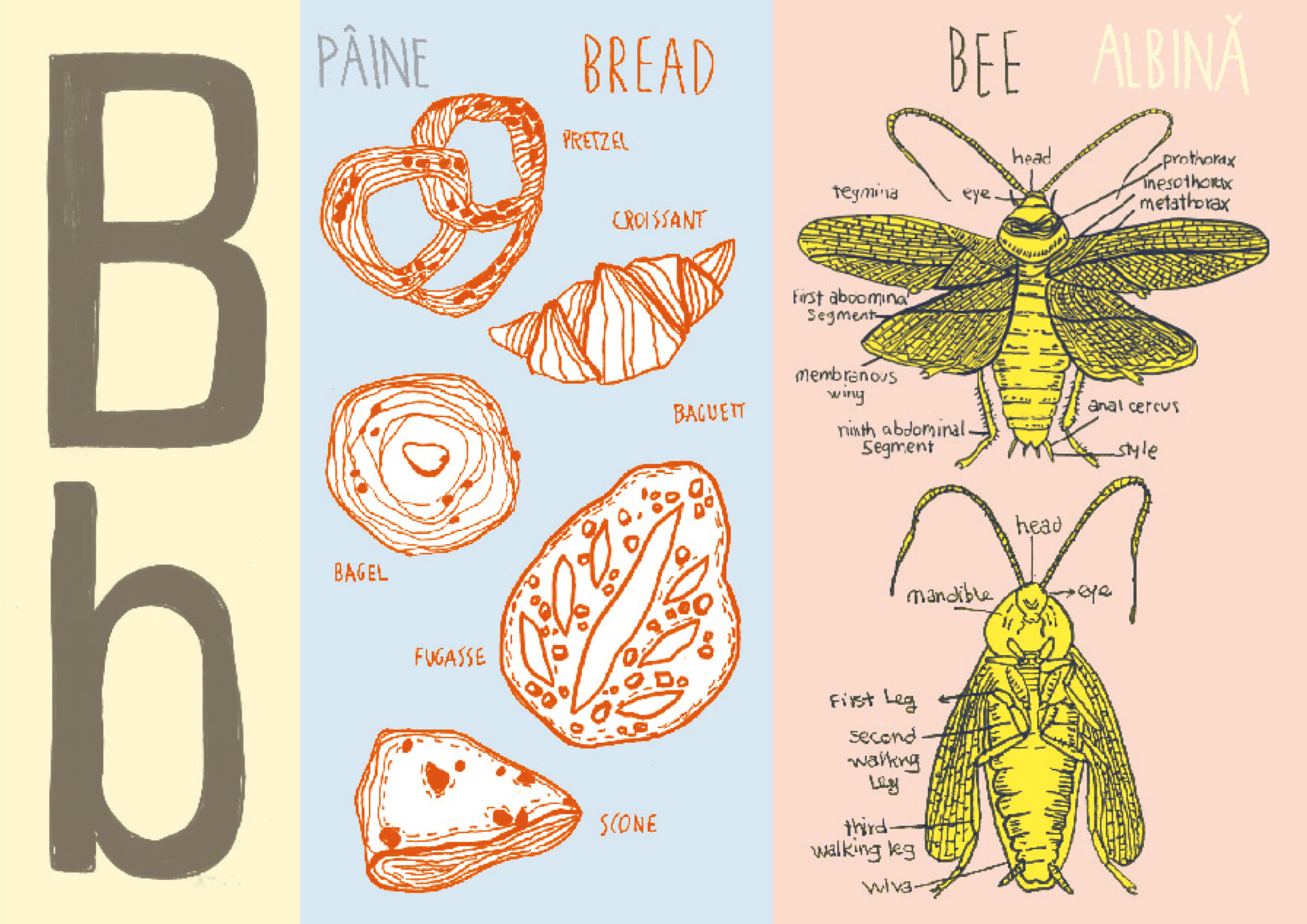 Letter B, bread and bee.